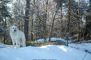 Pfaffenstein 2009