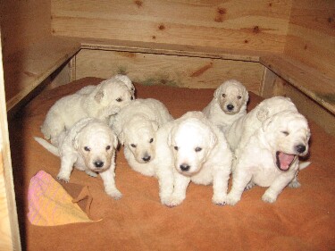 9 süße Hundebabys