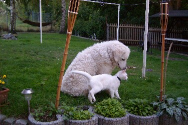Xheva und Morle