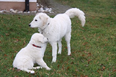Enja und Klein Shiva von Anka