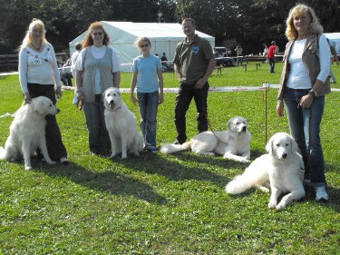 Viele Kuvasz-Schönheiten!