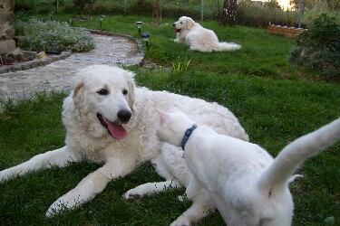 Domingo, Xheva und Morle